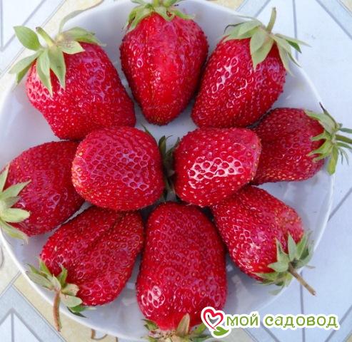 Клубника Дивная (крупноплодная): купить в Москве - цена 260₽ за 5 шт. -Доставка Почтой